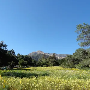 SBBG spring wildflower Meadow, 2014