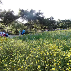 SBBG spring wildflower Meadow, 2014, Member Picnic