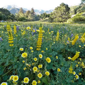SBBG spring wildflower Meadow, 2014 (lupine) (tidy tips)