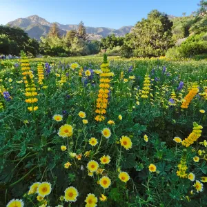 SBBG spring wildflower Meadow, 2014
