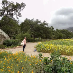 Spring wildflower display in the Meadow