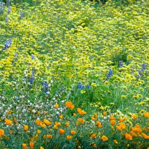 Spring wildflower display in the Meadow (lupine) (California Poppy)