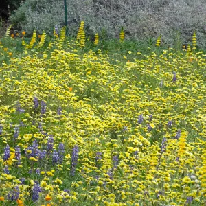 Spring wildflower display in the Meadow (lupine) 