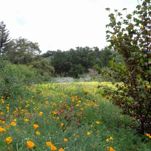 Spring wildflower display in the Meadow