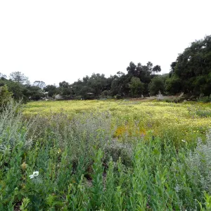 Spring wildflower display in the Meadow