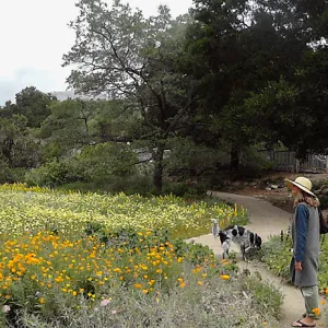 panorama, Meadow