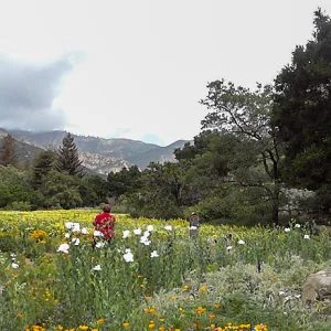 panorama, Meadow