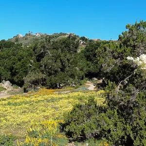 wildflower Meadow, 5 years post Jesusita Fire
