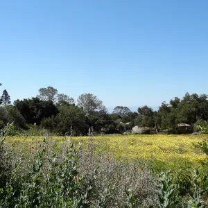 Meadow looking south
