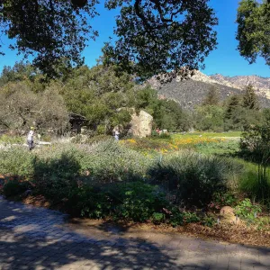 Visitors, Groundcover Section, Meadow