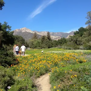 spring wildflower Meadow, 2014, SBBG
