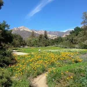 spring wildflower Meadow, 2014, SBBG