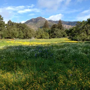 spring wildflower Meadow, 2014, SBBG