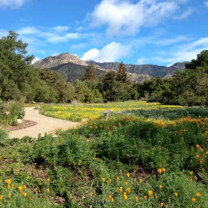 spring wildflower Meadow, 2014, SBBG