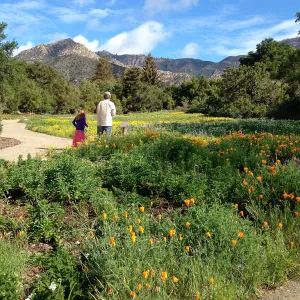 visitors, spring wildflower Meadow, 2014, SBBG