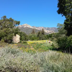 visitors, Spring wildflower Meadow, 2014, SBBG