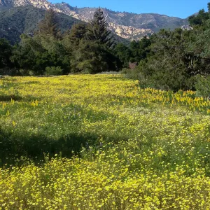 wildflower Meadow, 2014, SBBG