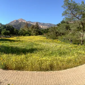 wildflower Meadow, 2014, SBBG