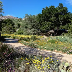 spring wildflower Meadow and Ground Cover Display