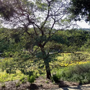 Engelmans oak, wildflower Meadow, SBBG
