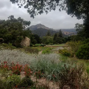 Ground Cover Display, view to Arlington Peak