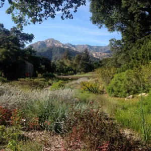 Ground Cover Display, view to Arlington Peak