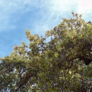coast live oak, Quercus agrifolia, in bloom, SBBG