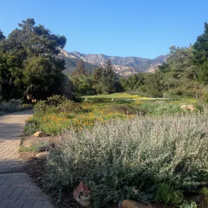 Groundcover section