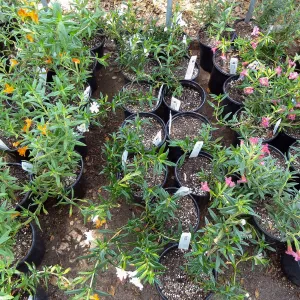 monkeyflower in pots, Spring Plant Sale 2014