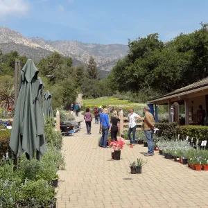 visitors shopping, Spring Plant Sale 2014