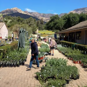 Spring Plant Sale setup, 2014