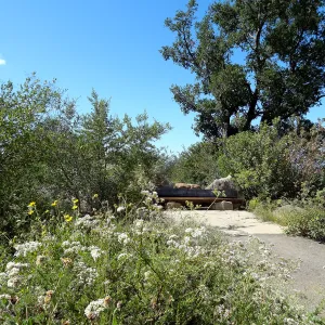 Mr. and Mrs. William Stratton Porter Bench (bench #64), Porter Trail, 5 years post Jesusita Fire