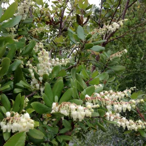 Manzanita, blooming, Porter Trail