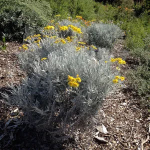 Senecio palmeri, Porter Trail, SBBG