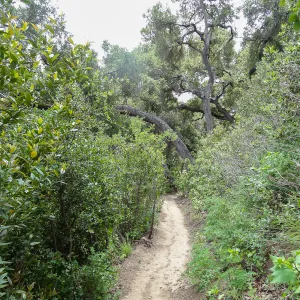 Pritchett Trail, 5 years post Jesusita Fire