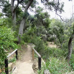 Pritchett Trail, 5 years post Jesusita Fire