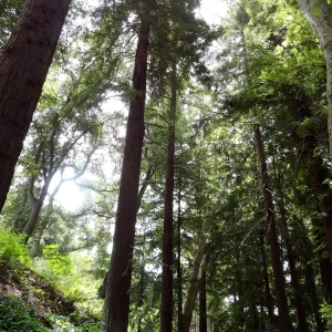 Redwood Section, 5 years post Jesusita Fire