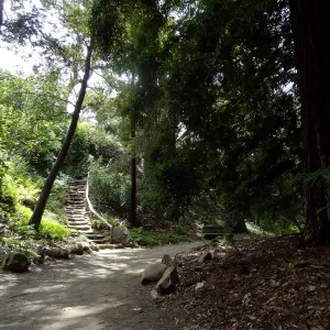 Indian Steps, Redwood Section, 5 years post Jesusita Fire