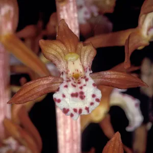 Corallorhiza maculata2