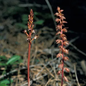 Corallorhiza striata & maculata