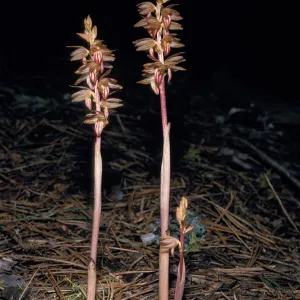 Corallorhiza striata