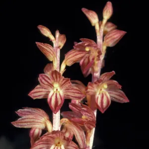 Corallorhiza striata