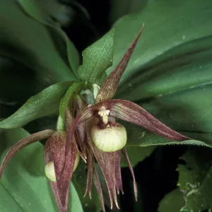Cypripedium fasciculatum