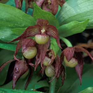 Cypripedium fasciculatum