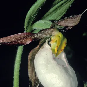 cypripedium montanum single