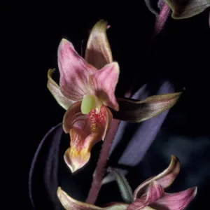 Epipactis â€˜Serpentine Night'
