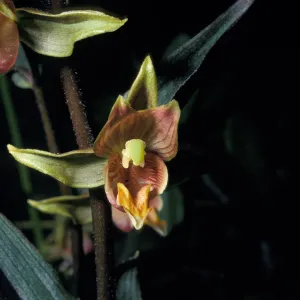 Epipactis gigantea