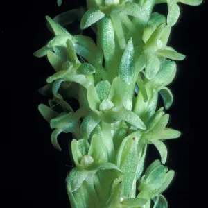 Piperia michaui / michaelii