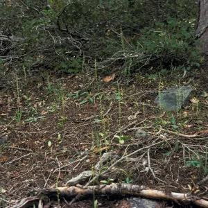 Piperia michaui / michaelii