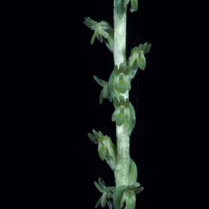 Piperia unacaulescens / unacaulescens